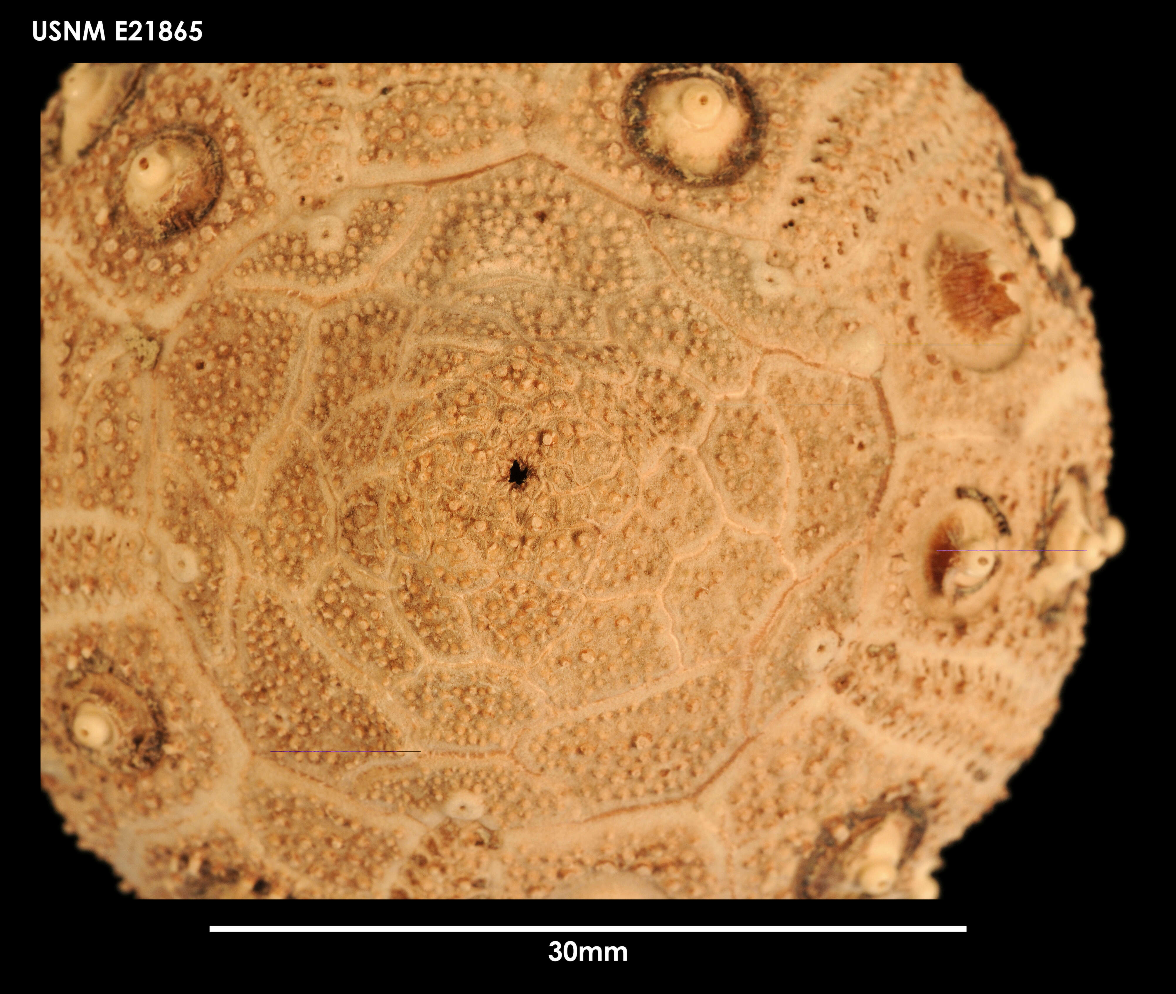 Image of Notocidaris Mortensen 1909