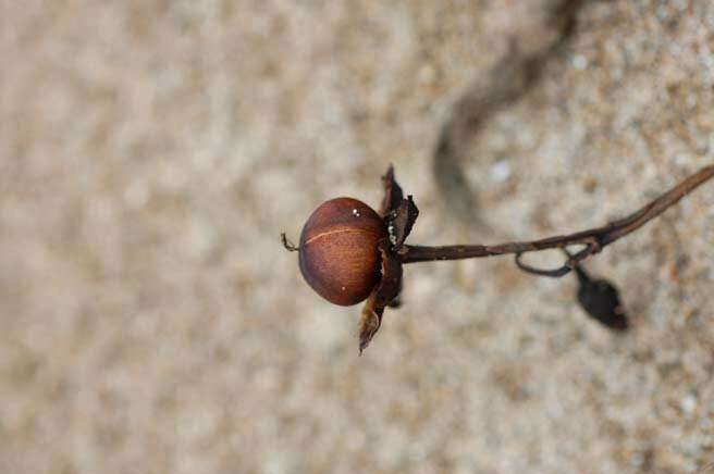 Image of Brazilian bayhops