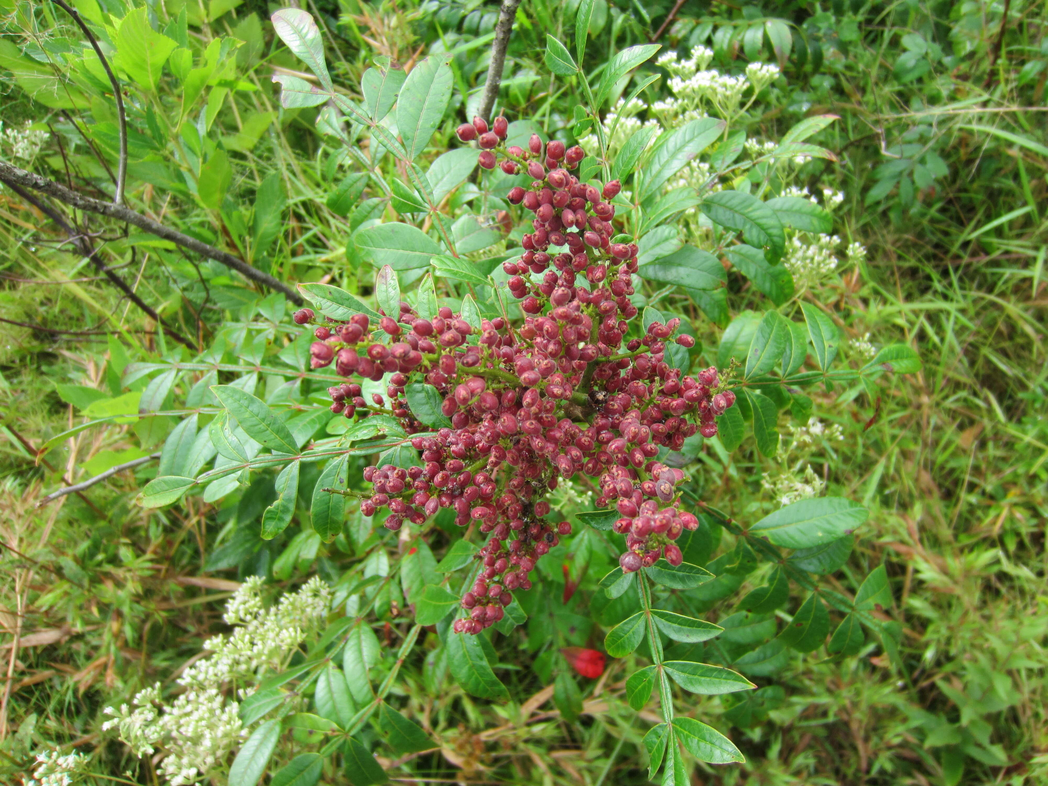 Image of Rhus copallina L.