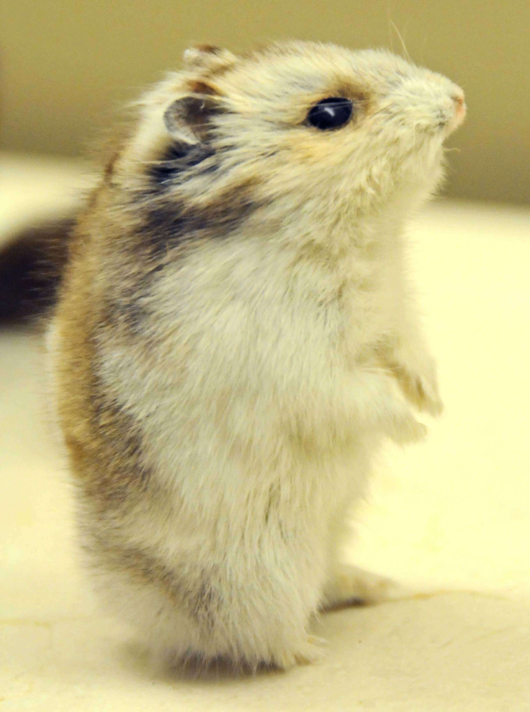 Asiatic dwarf sale hamsters