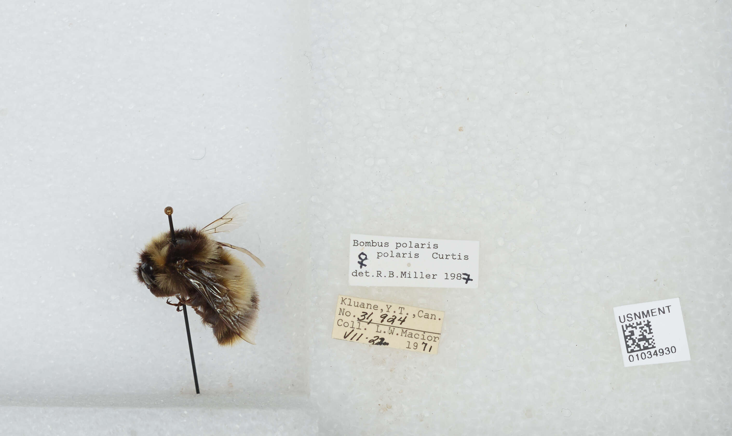 Image of Polar Bumble Bee