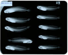 Image of Istiblennius edentulus (Forster & Schneider 1801)