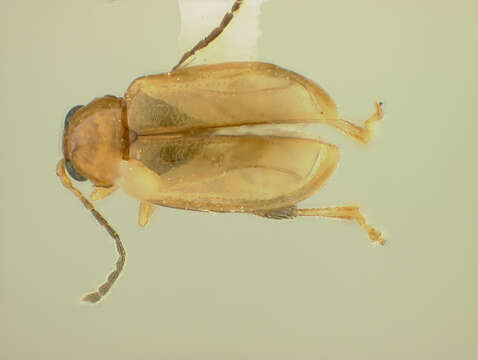 Image of Aphthona Chevrolat 1836