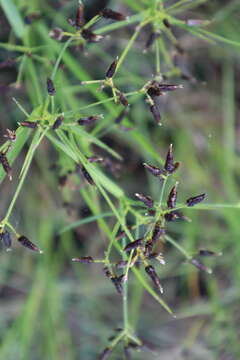 Image of Short-Beak Beak Sedge