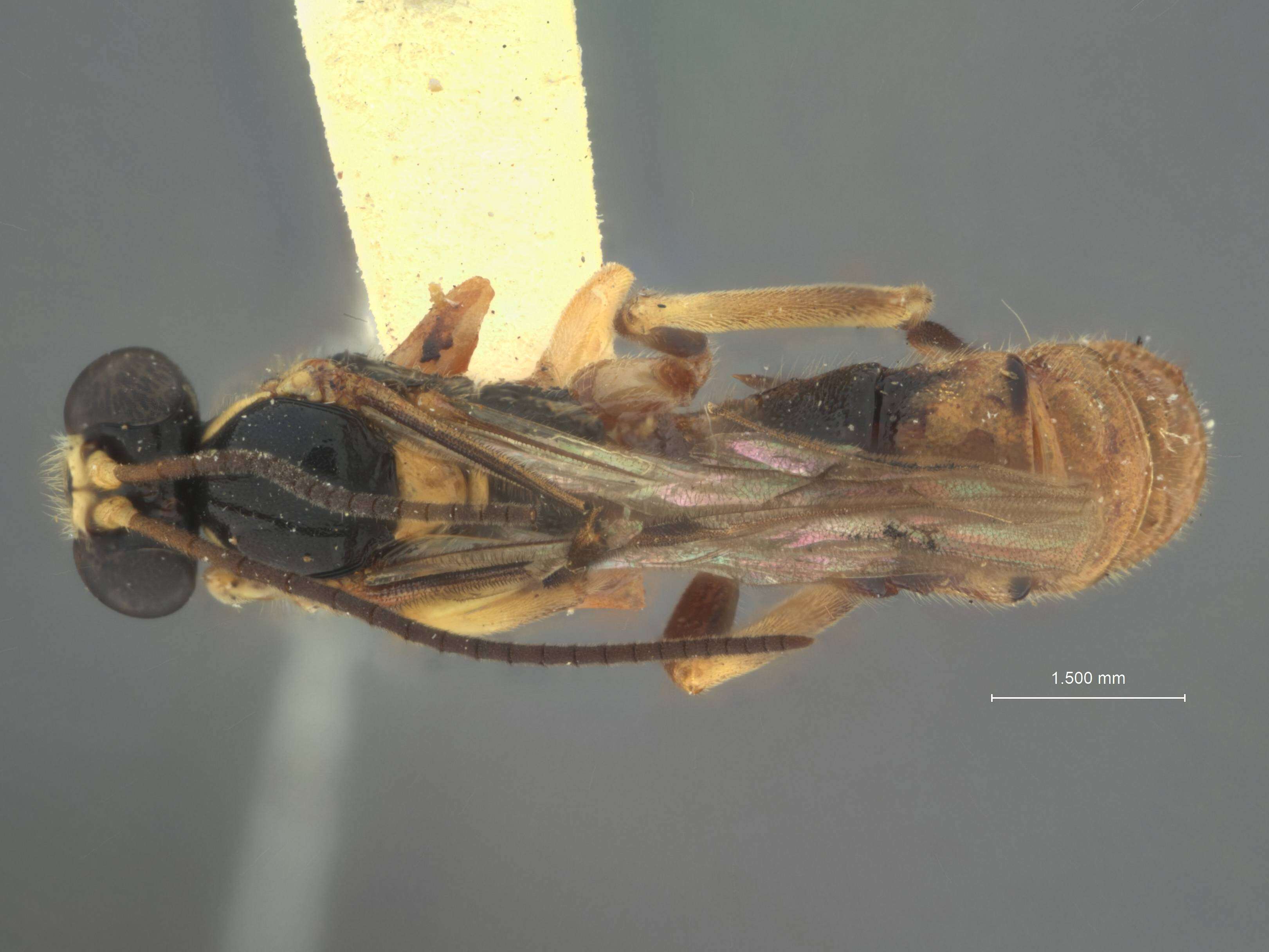 Image de Acropimpla facinotata Baltazar 1961