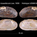 Image of Unio roswellensis I. Lea 1858