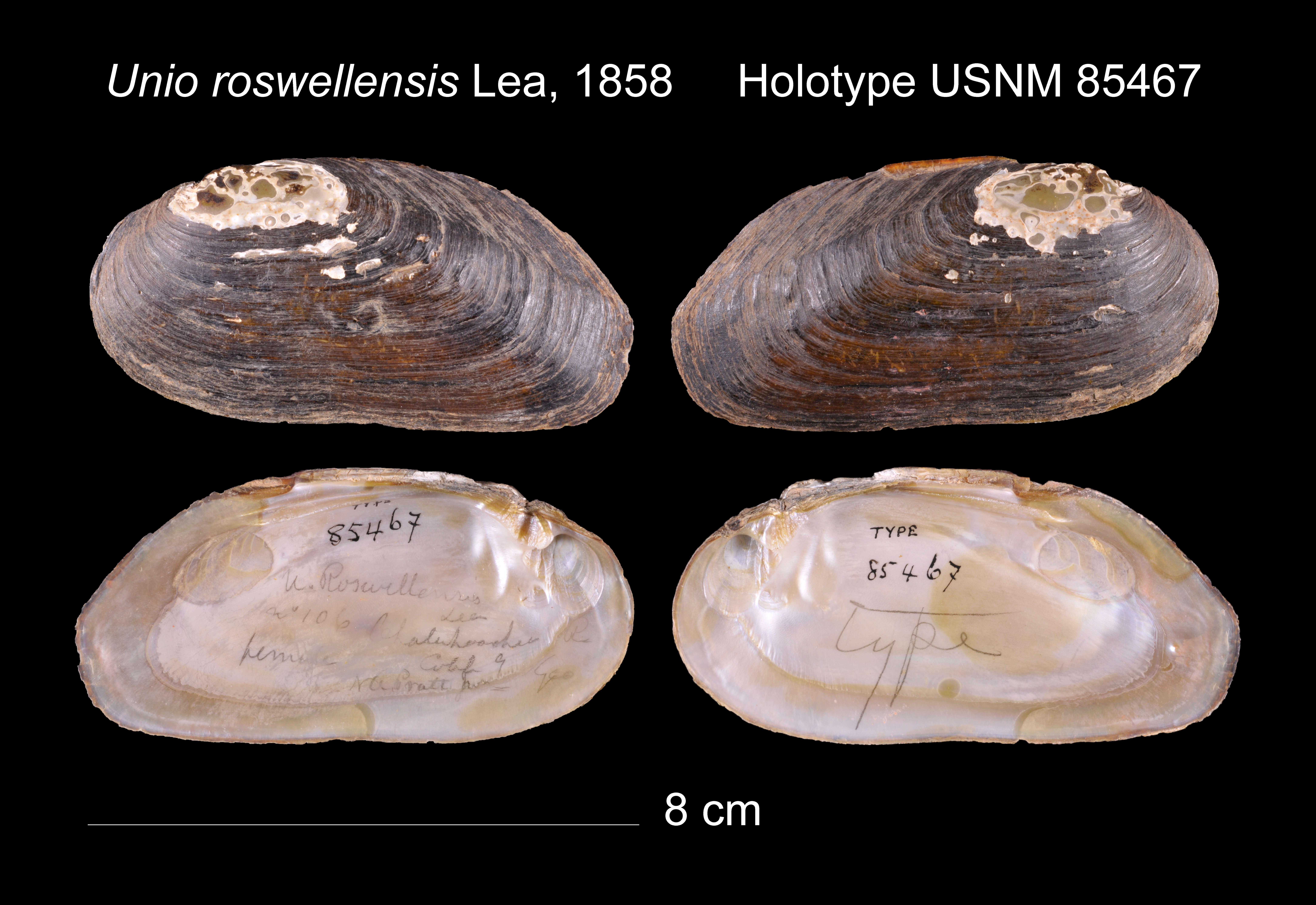 Image of Unio roswellensis I. Lea 1858