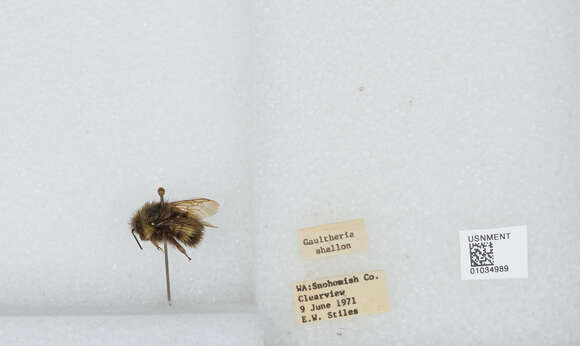 Image de Bombus sitkensis Nylander 1848