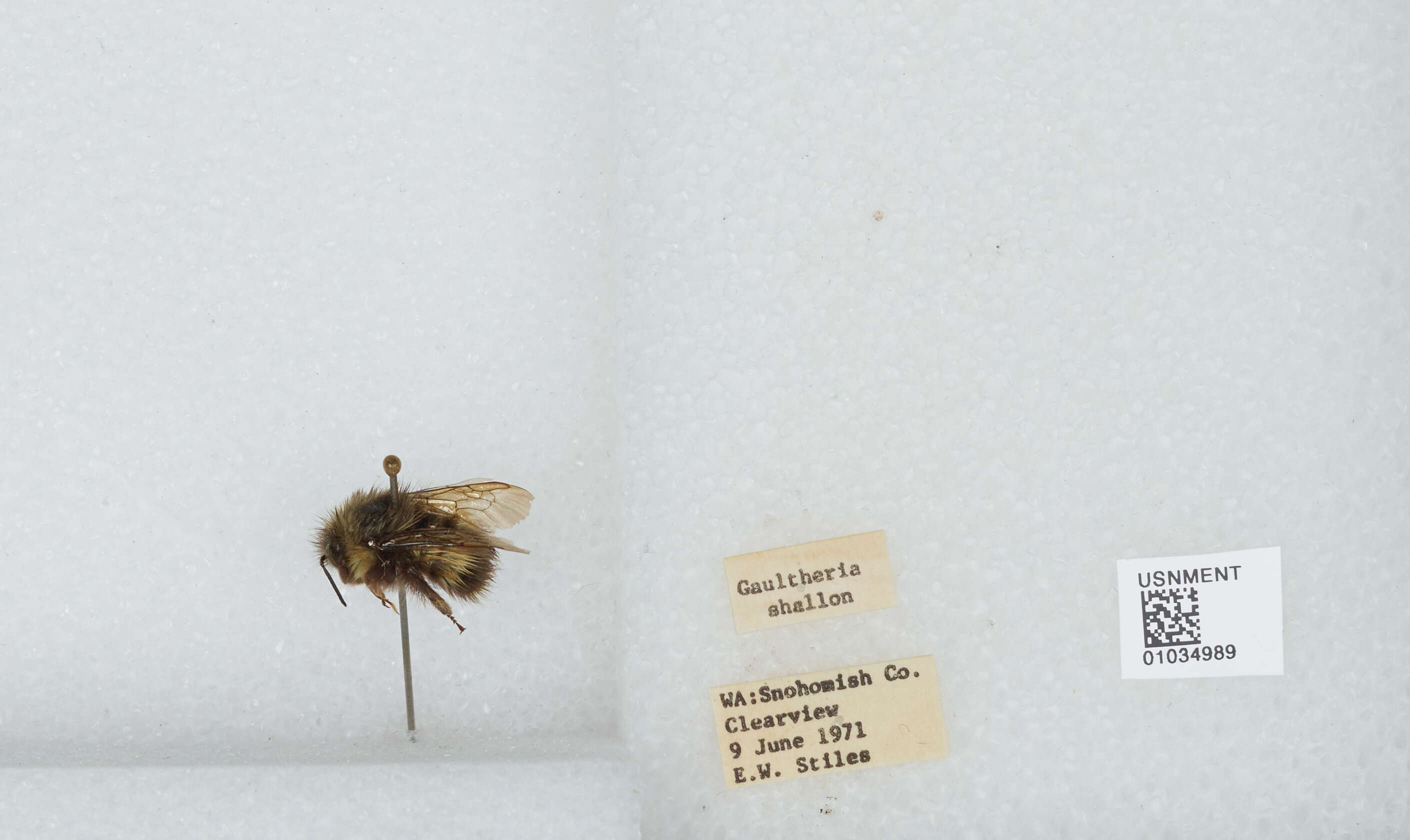 Image of Sitka bumble bee