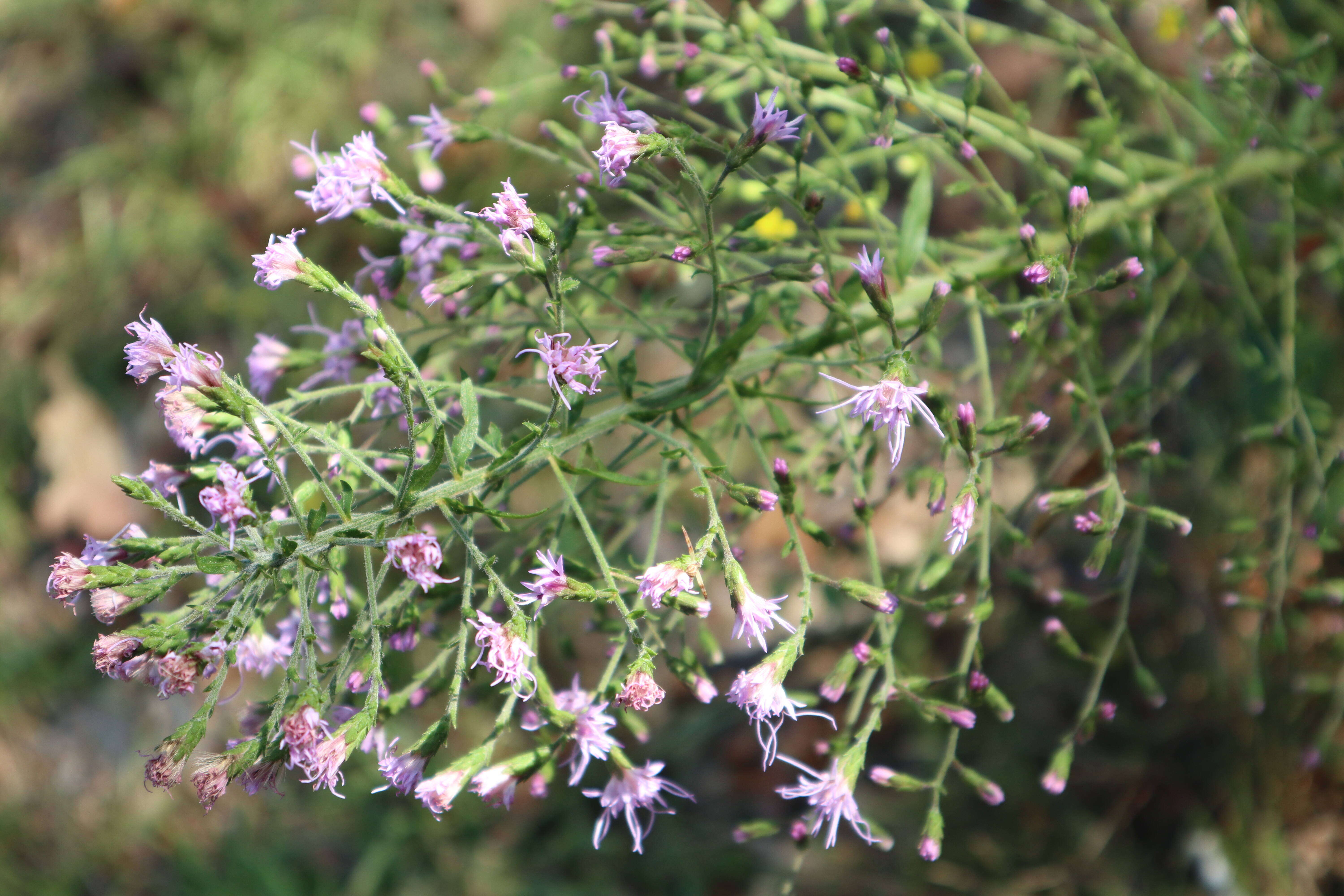 Слика од Liatris Gaertn. ex Schreb.