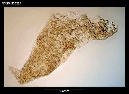 Image of Gongylophysema asetosum Grygier 1987