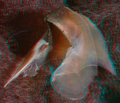 Image of arrow-finned squid