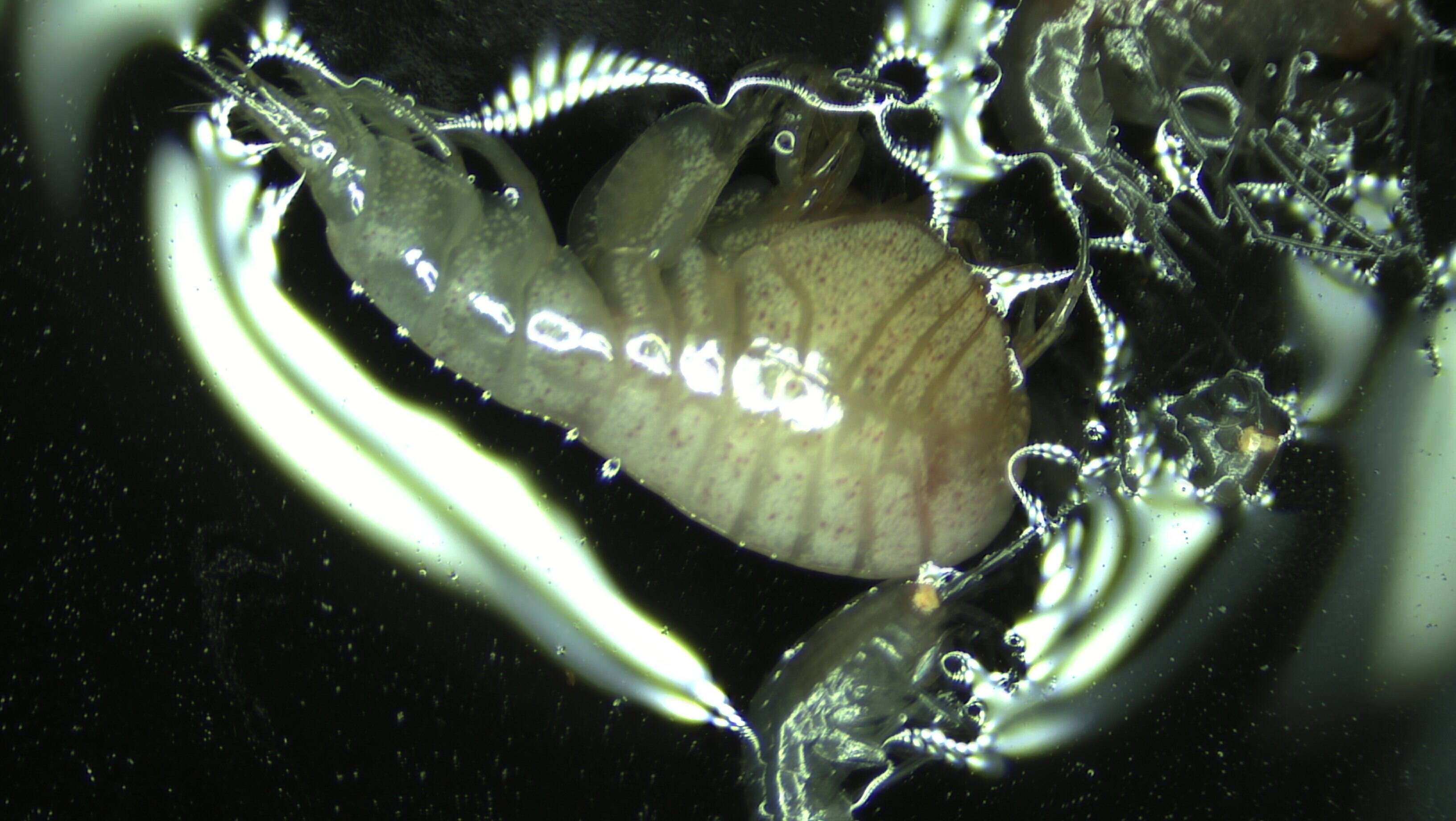 Image of Amphipoda