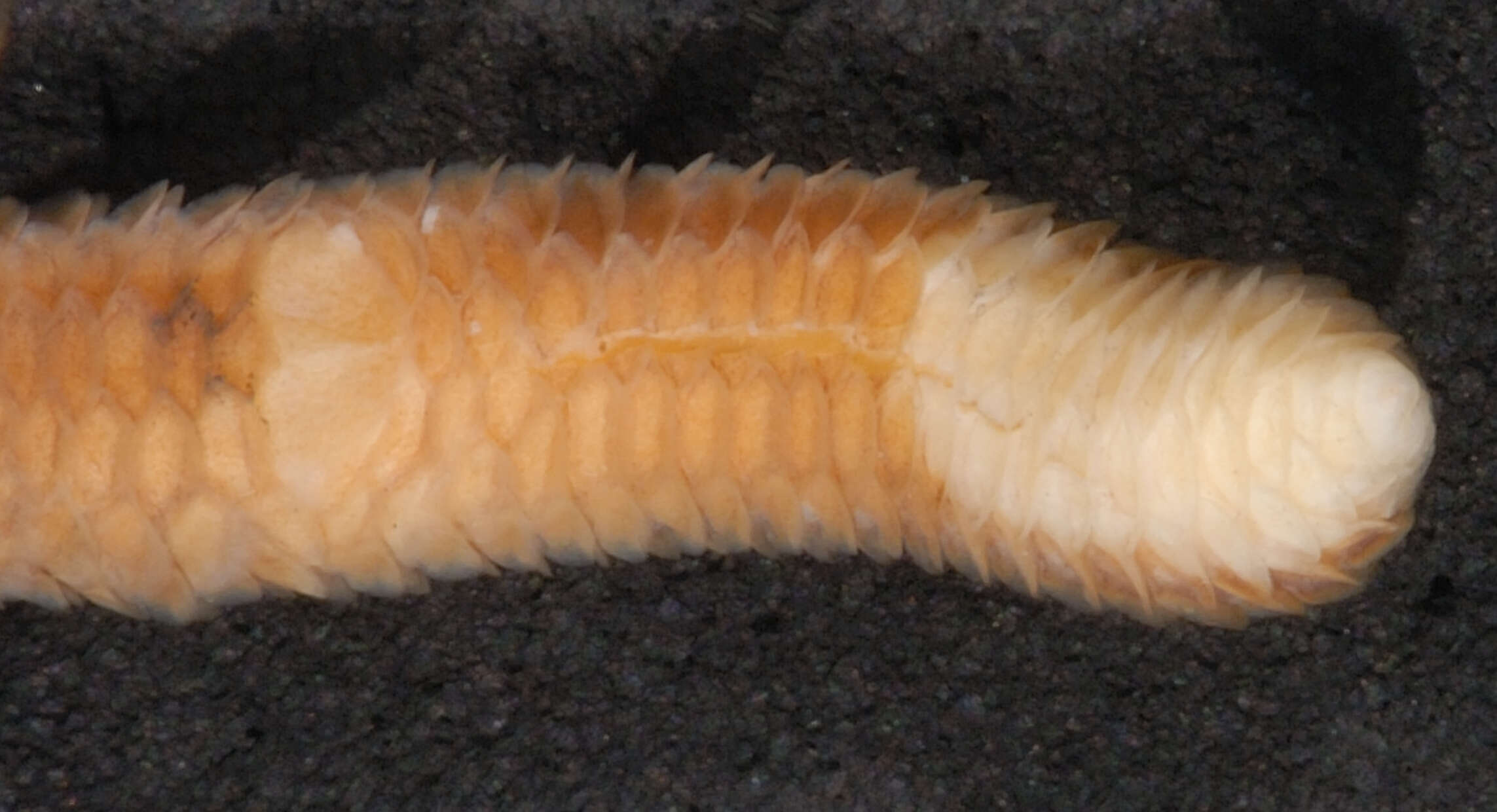 Image of South American Blind Snake