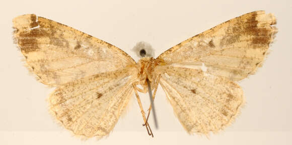 صورة Tephrosia supplanaria Dyar 1913