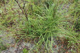 Image of Britton's beargrass
