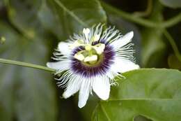 Image of Passion fruit