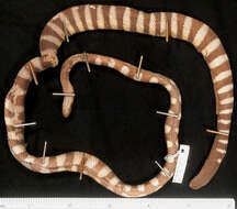 黑頭海蛇的圖片