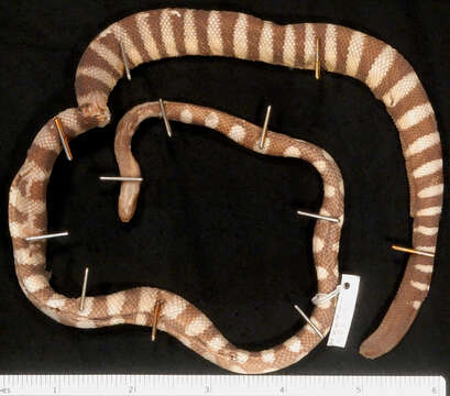 Image of Slender-necked Seasnake