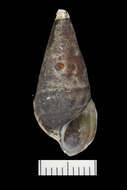 Image of Rough hornsnail