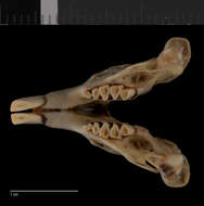 Image of Thomomys talpoides fuscus Merriam 1891