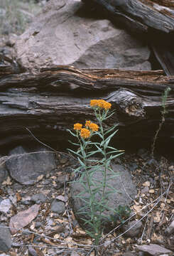 Image of butterfly milkweed