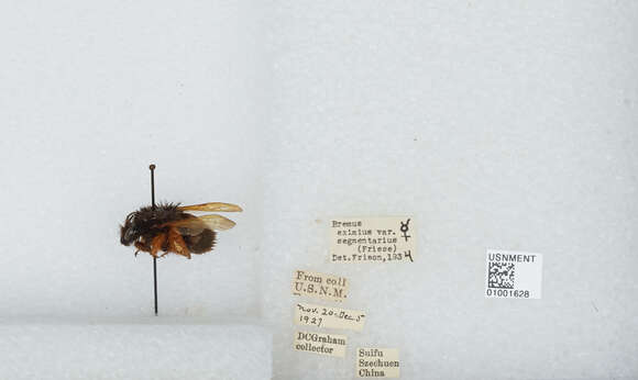 Image of Bombus eximius Smith 1852