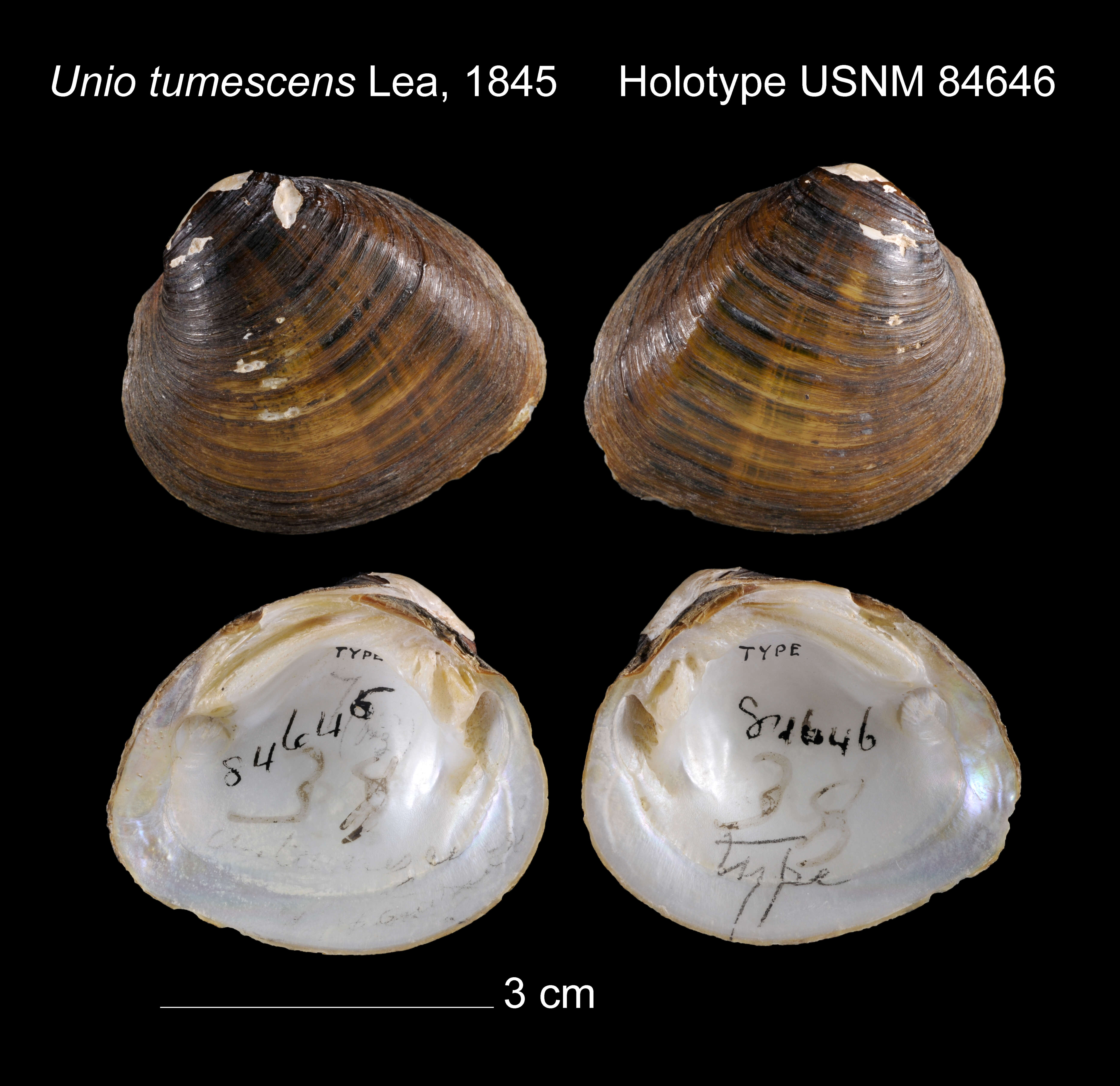 Image of Unio tumescens I. Lea 1845