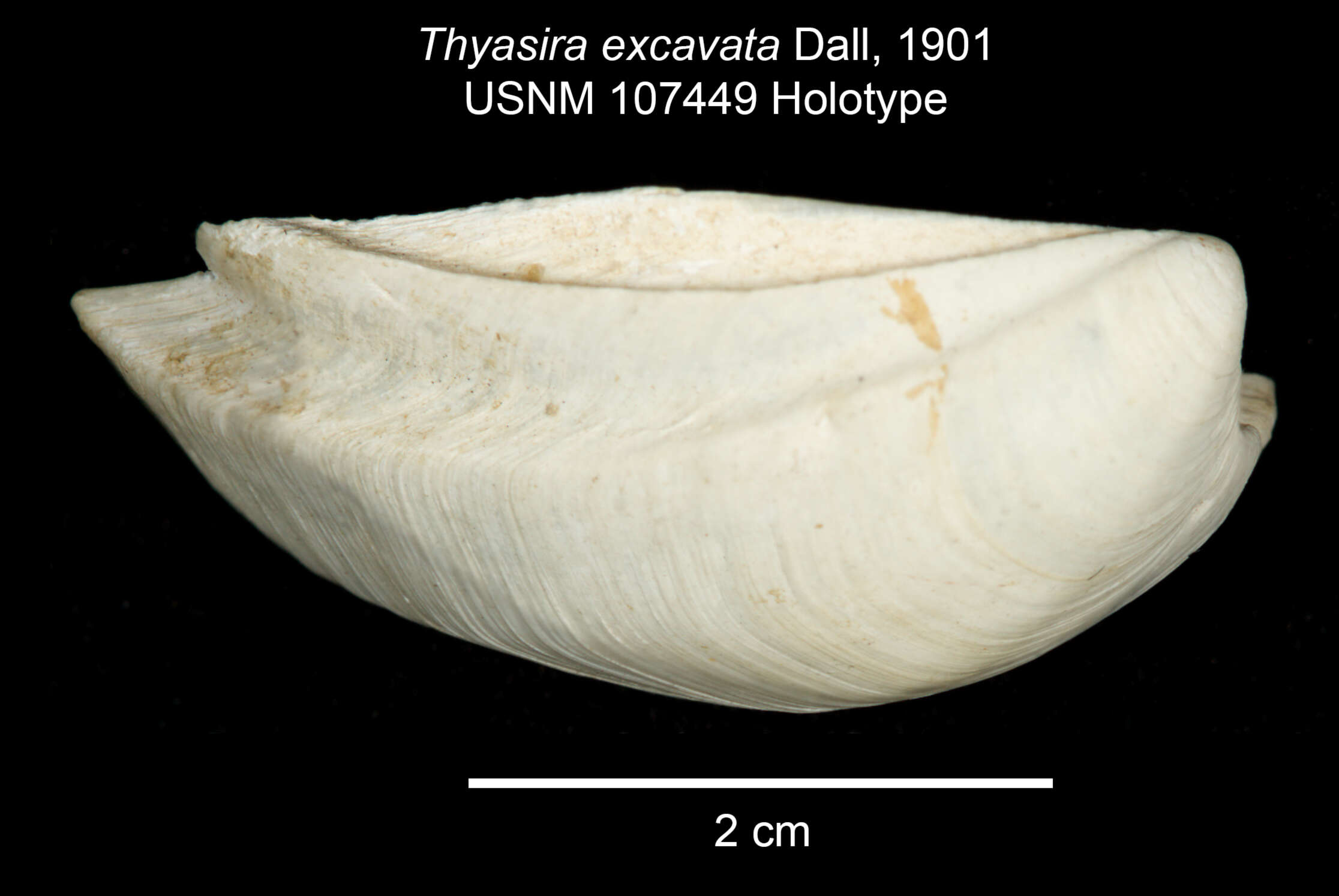 Image of Channelaxinus Valentich-Scott & Coan 2012