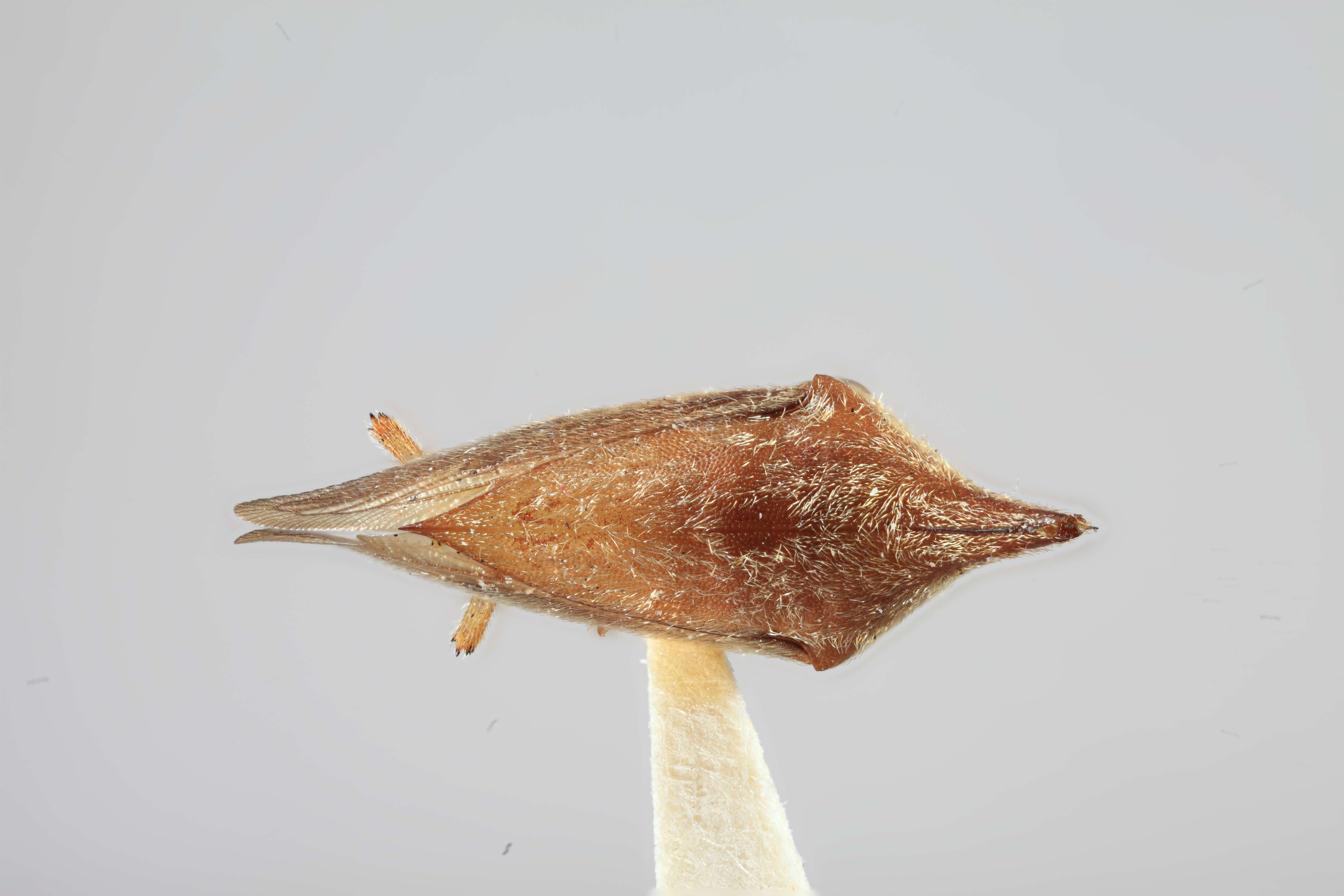 Image of Calloconophora furcata Dietrich