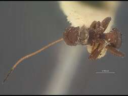 صورة Platyspathius pictipennis Viereck 1911