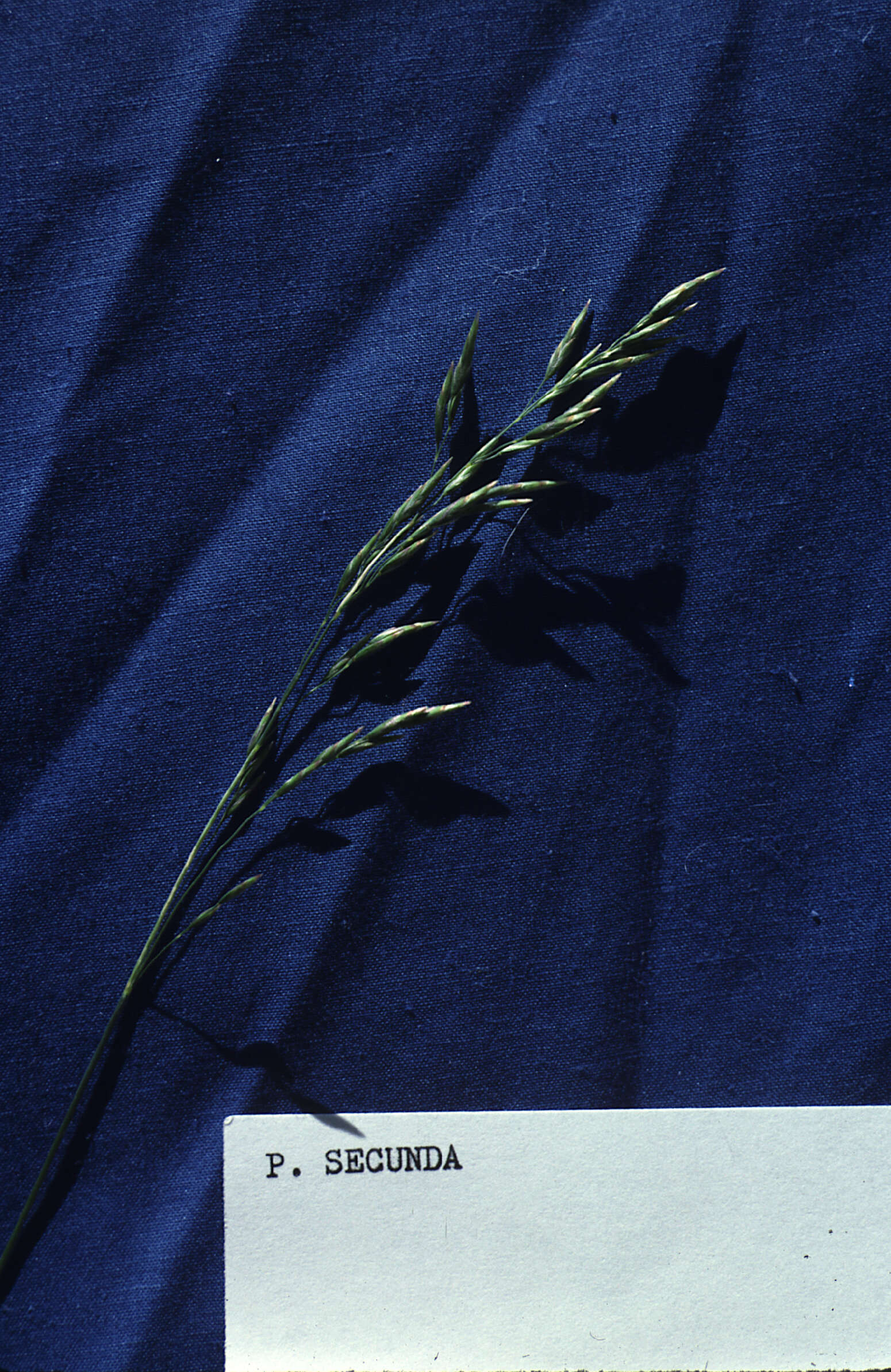 Image de Poa secunda subsp. secunda