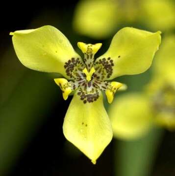 صورة Trimezia steyermarkii R. C. Foster