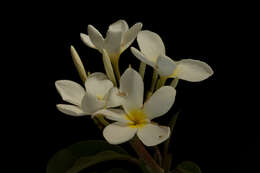 Слика од Plumeria rubra L.