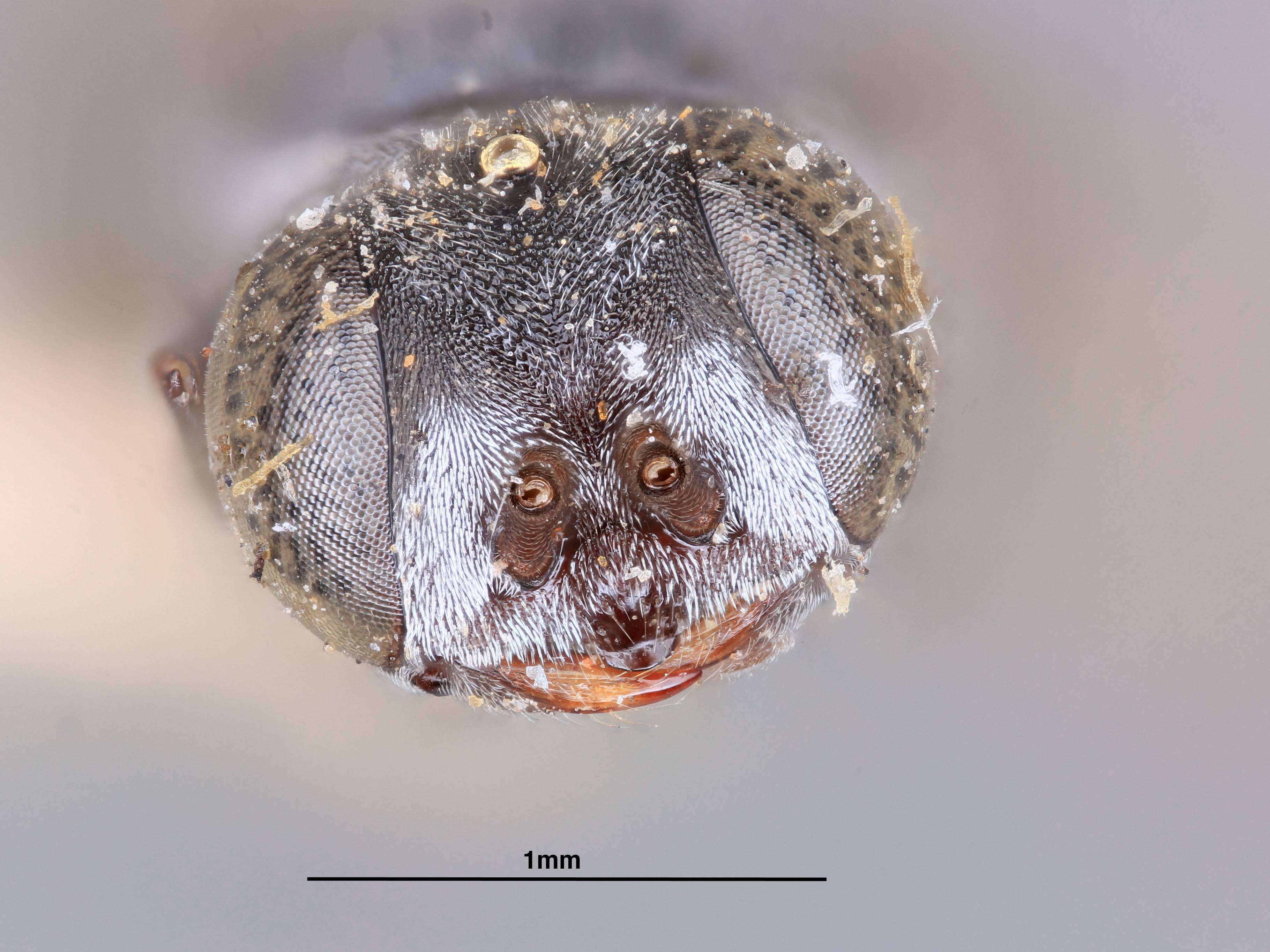 Image of Plenoculus niger Ashmead 1899