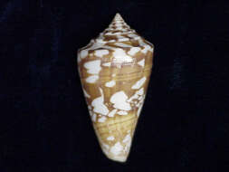 Image of Amadis cone