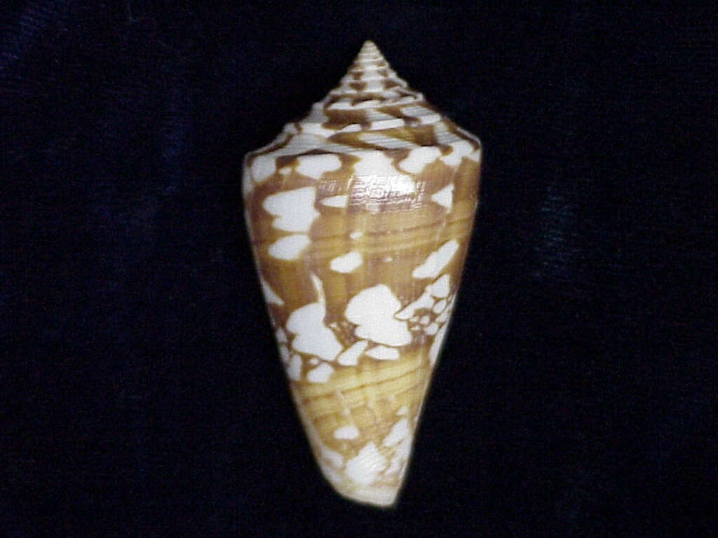 Image of Amadis cone