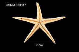 Image of Astropecten americanus (Verrill 1880)