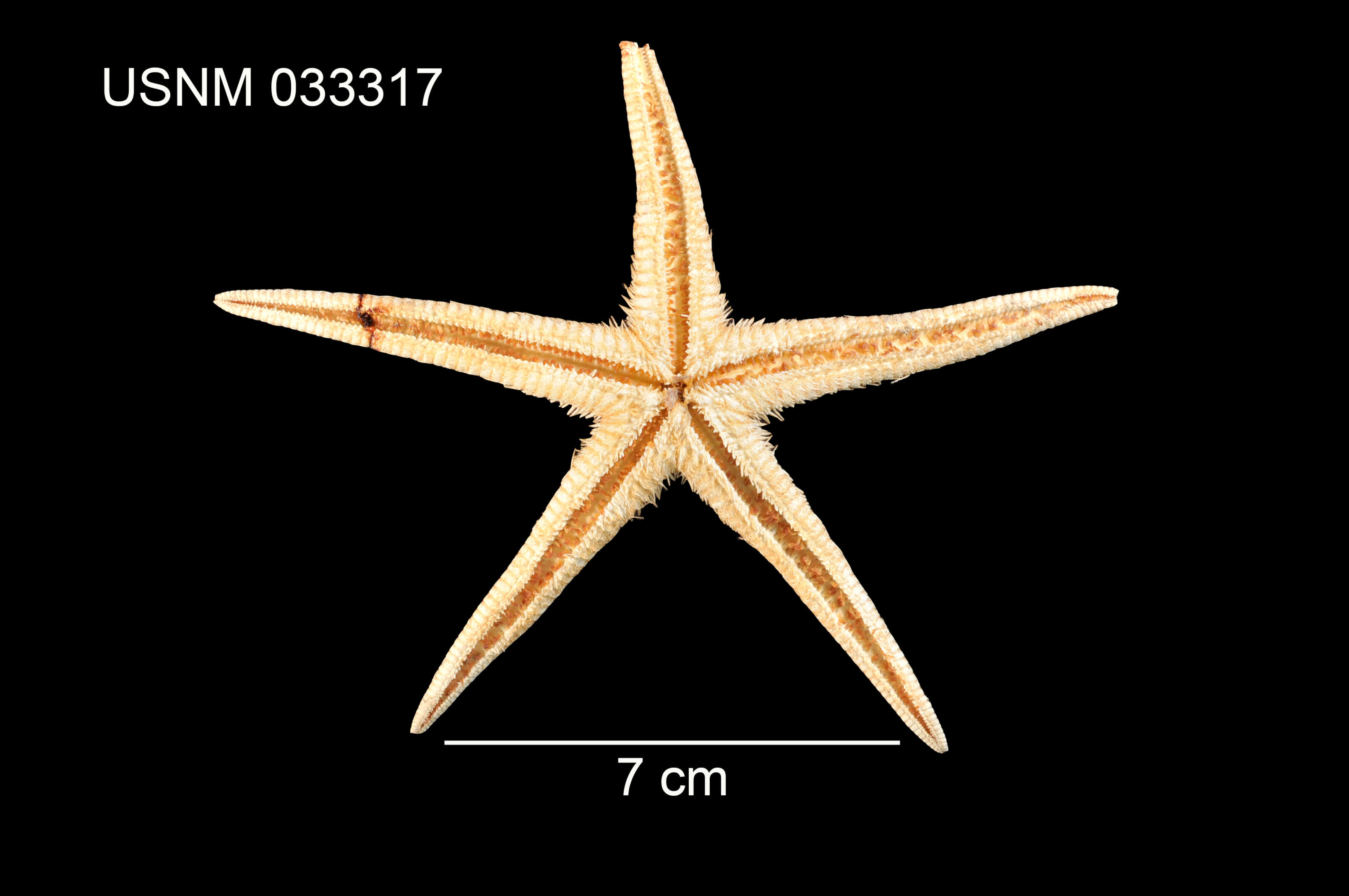 Image of Astropecten americanus (Verrill 1880)