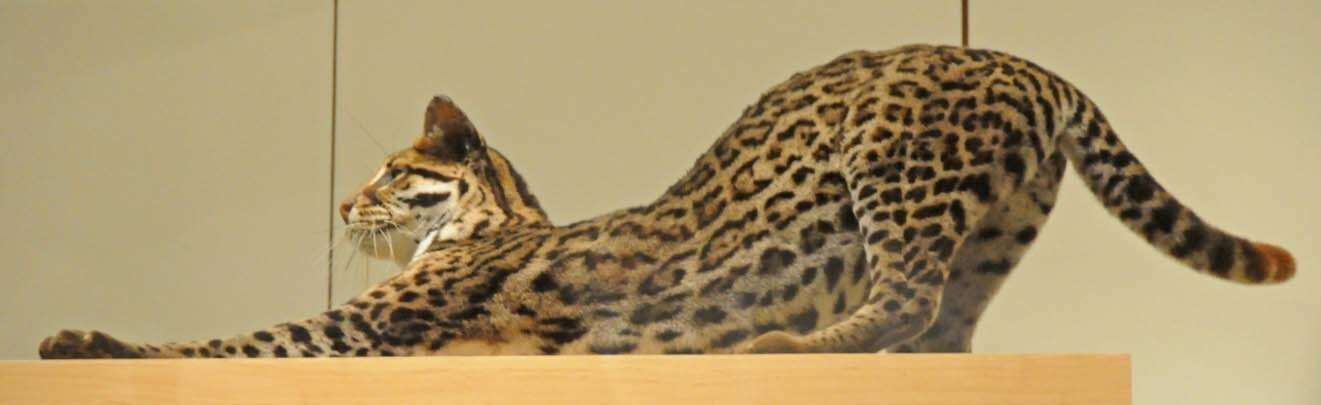 Image of Ocelot