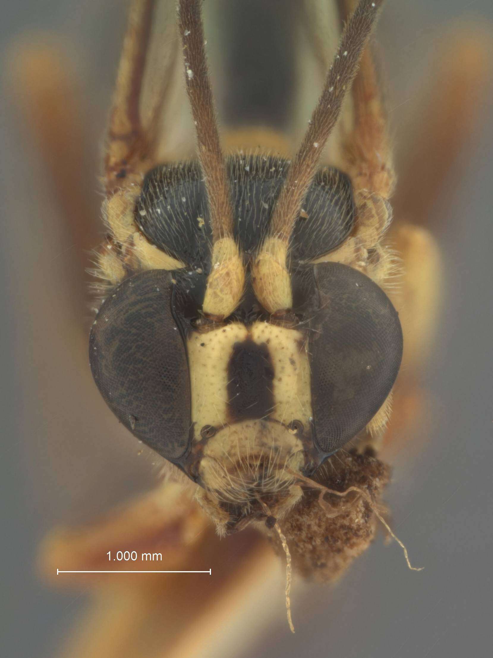 Image de Acropimpla facinotata Baltazar 1961