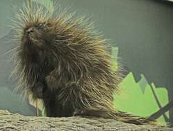Image of North American porcupine