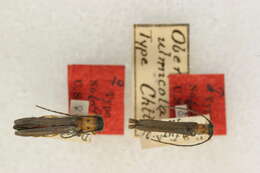 Image of Oberea ulmicola Chittenden 1904