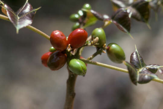 Image de Comocladia dodonaea (L.) Urban