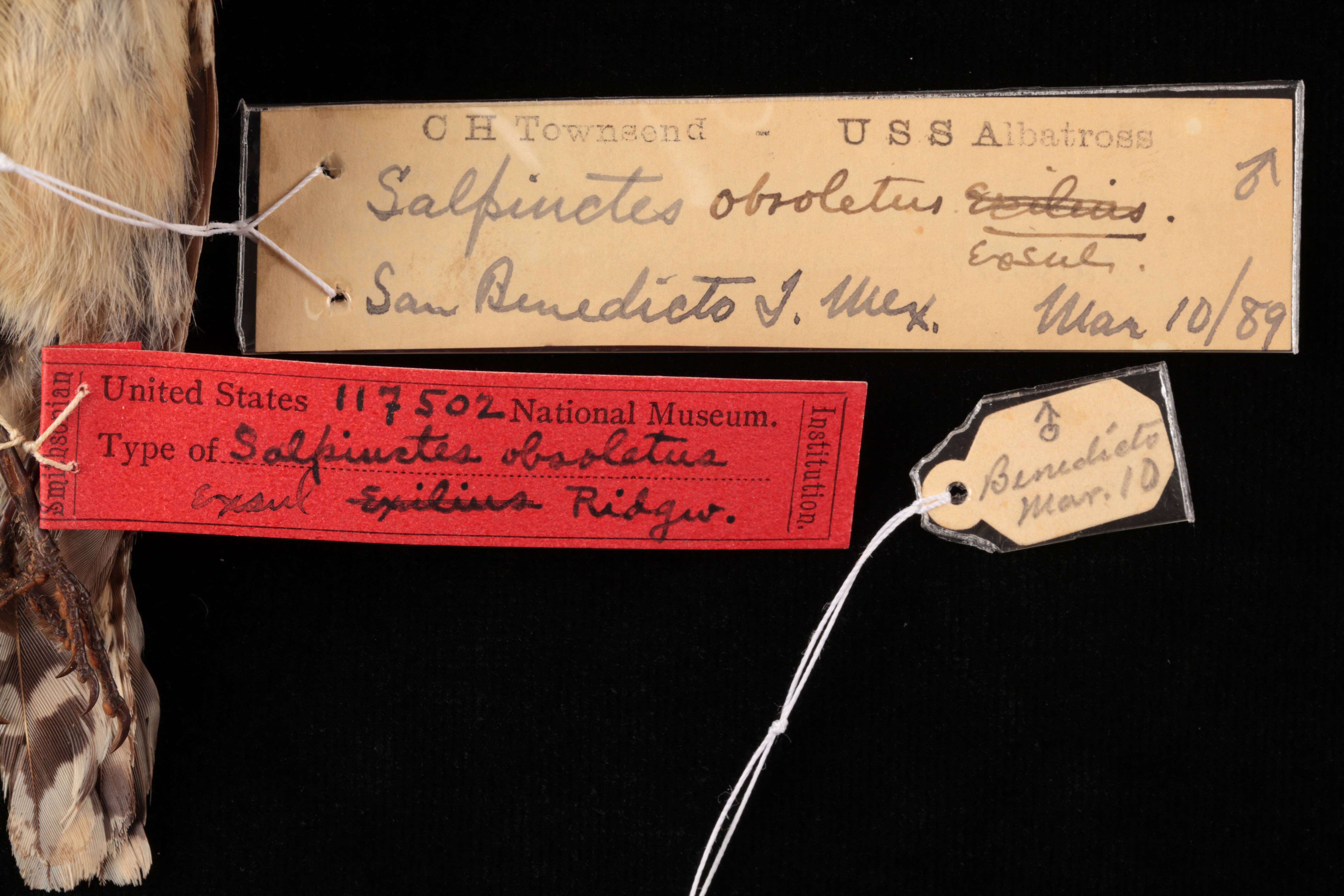Image of Salpinctes obsoletus exsul Ridgway 1903