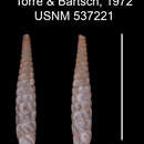 Image of Gongylostomella hilleri rex C. Torre & Bartsch 1972