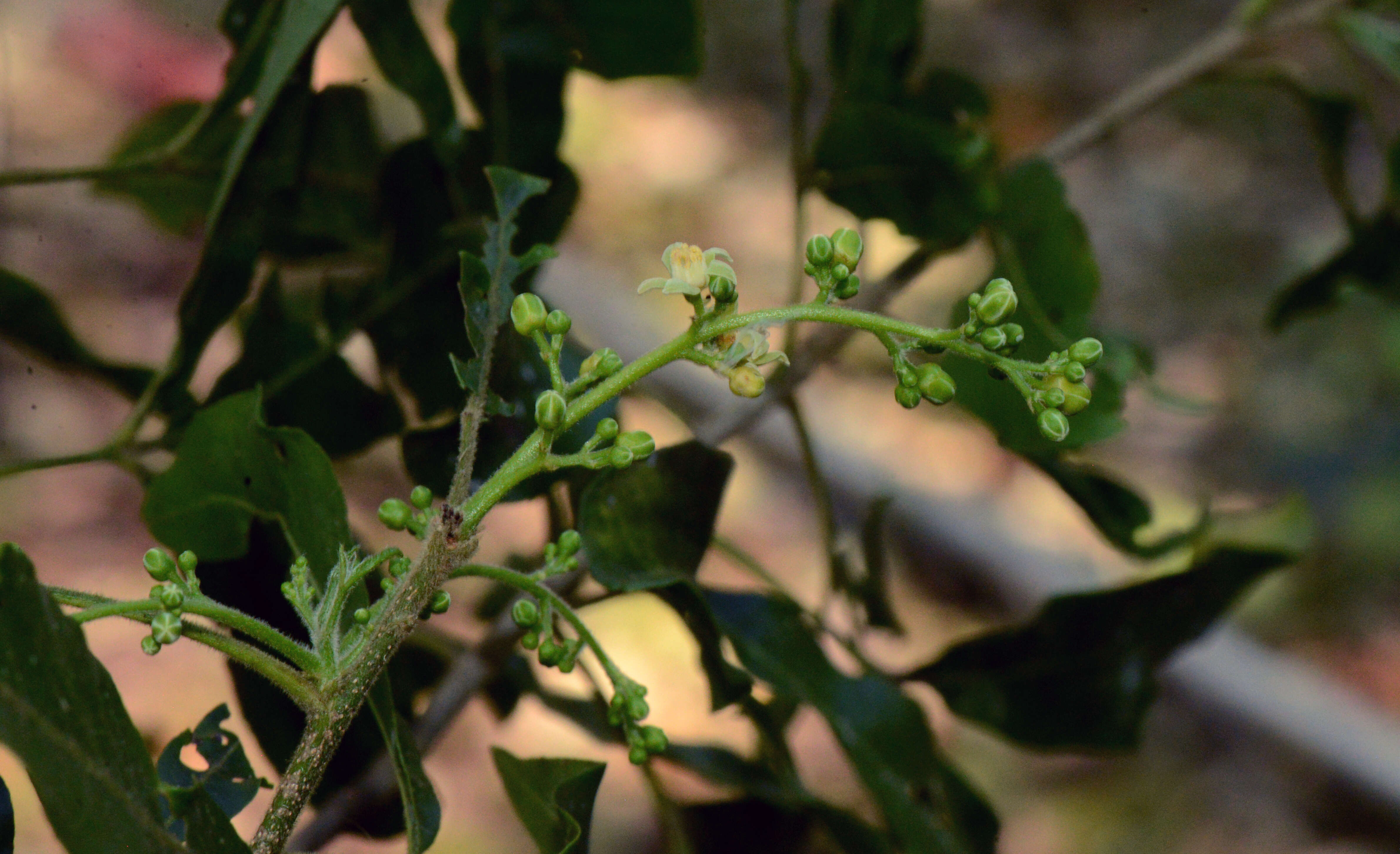 Image of Trichilia claussenii C. DC.