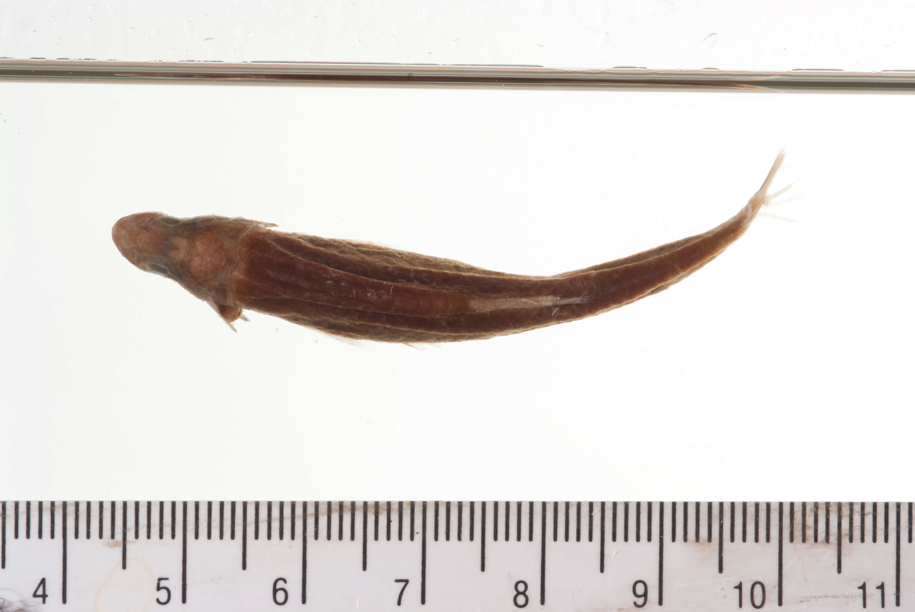 Sivun Notropis lutipinnis (Jordan & Brayton 1878) kuva