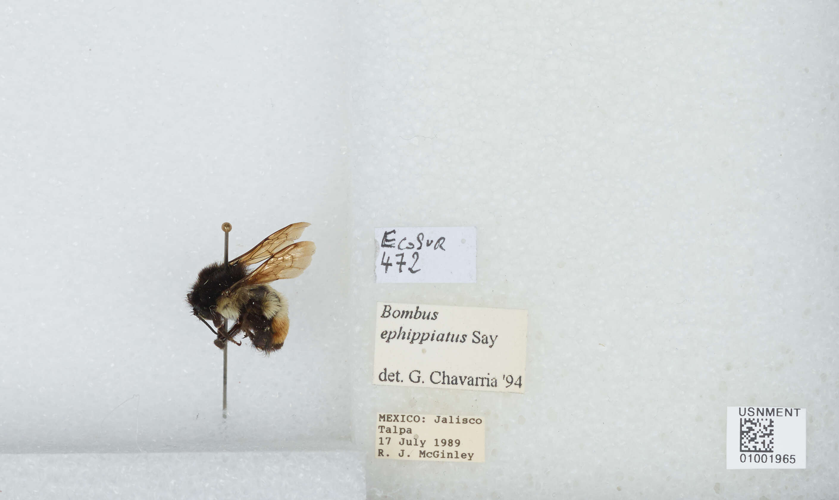 Image of Bombus ephippiatus Say 1837