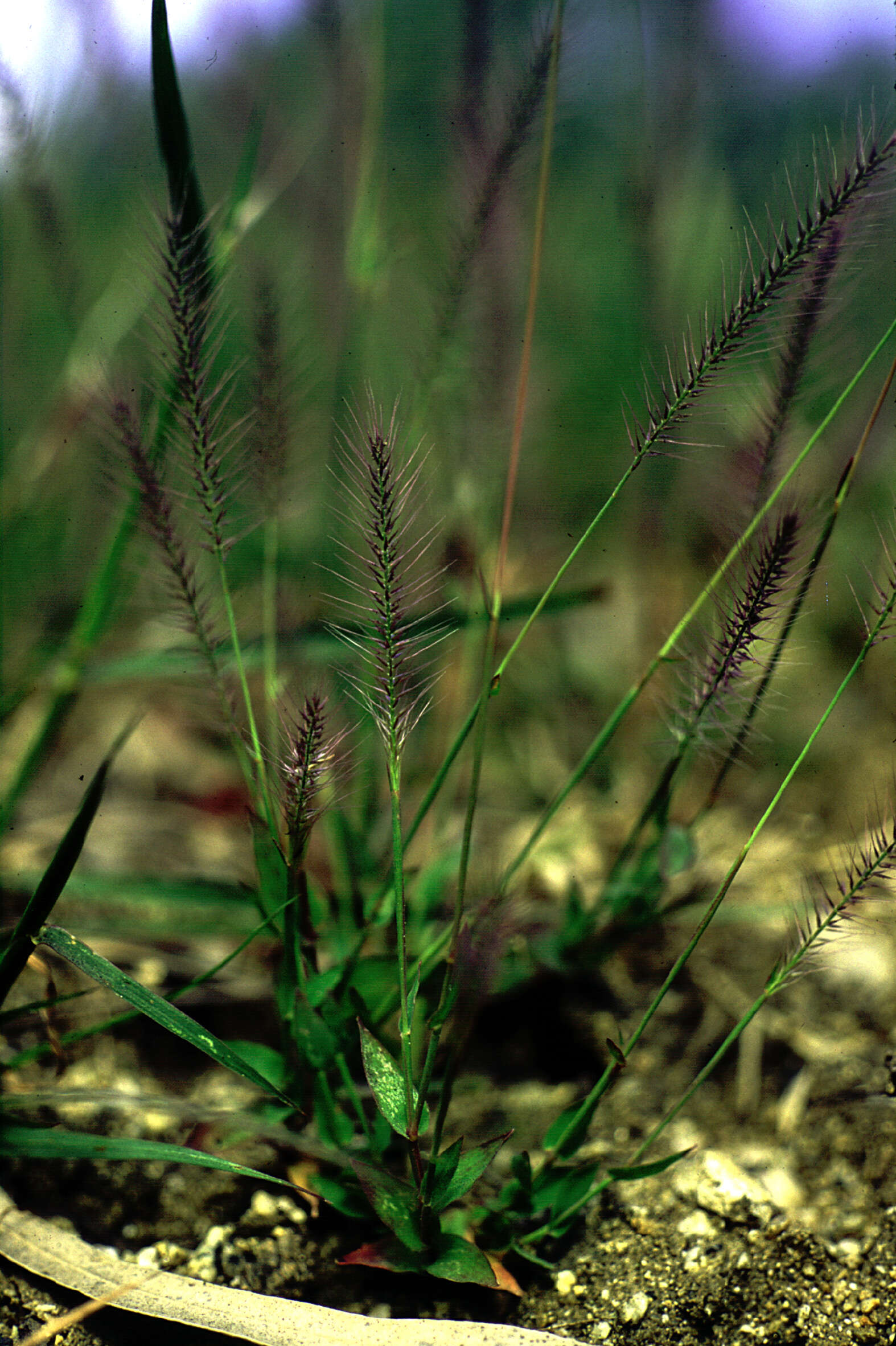 Слика од Perotis hordeiformis Nees ex Hook. & Arn.